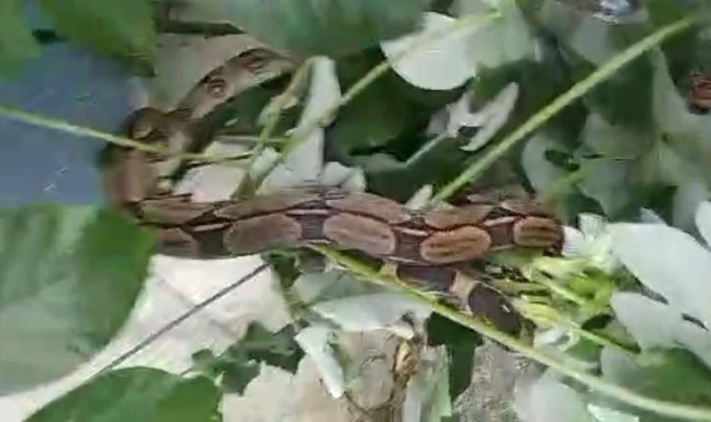 Tragavenado en Naguanagua