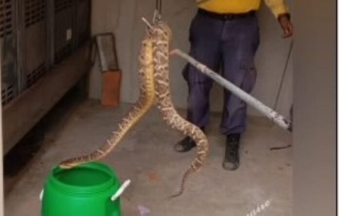 Rescatan una serpiente venenosa