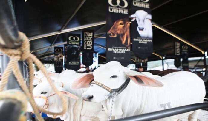 Feria Nacional del Cebú