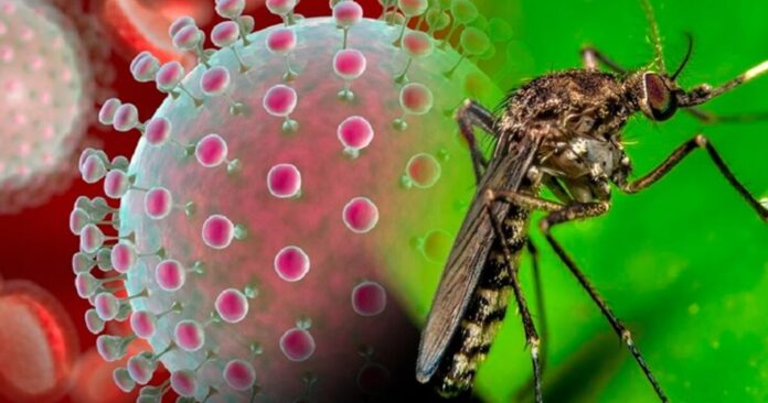 Virus Oropouche