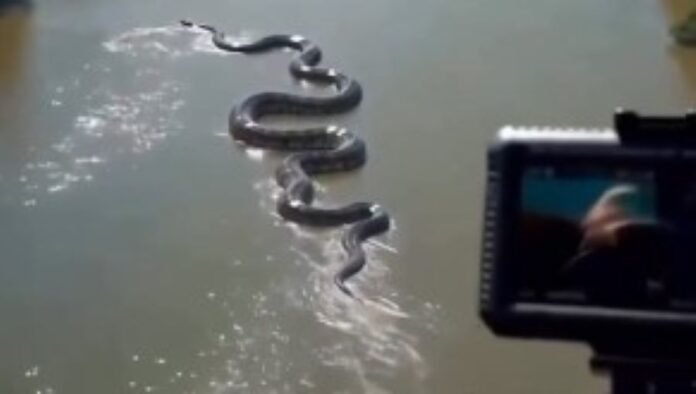 Gigantezca anaconda en Ecuador Gigantesca anaconda “nadando”
