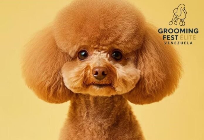 Grooming Fest Venezuela