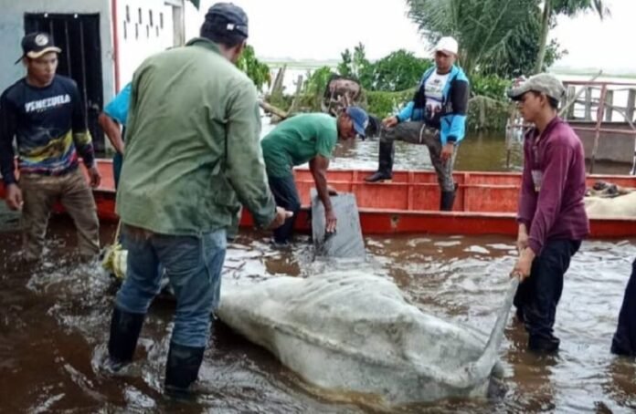 Lluvias desbordan crisis del sector ganadero